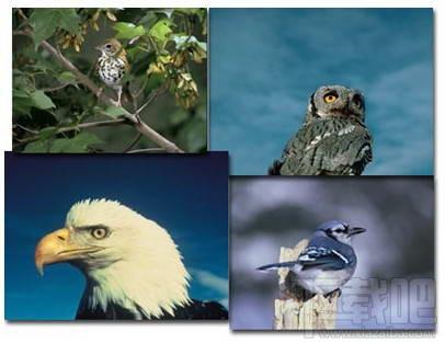 Birds Screensaver,Birds Screensaver下载,Birds Screensaver官方下载